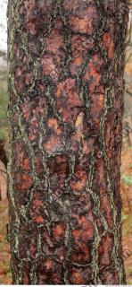 tree bark 0007